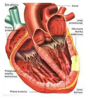 zawal serca czym jest